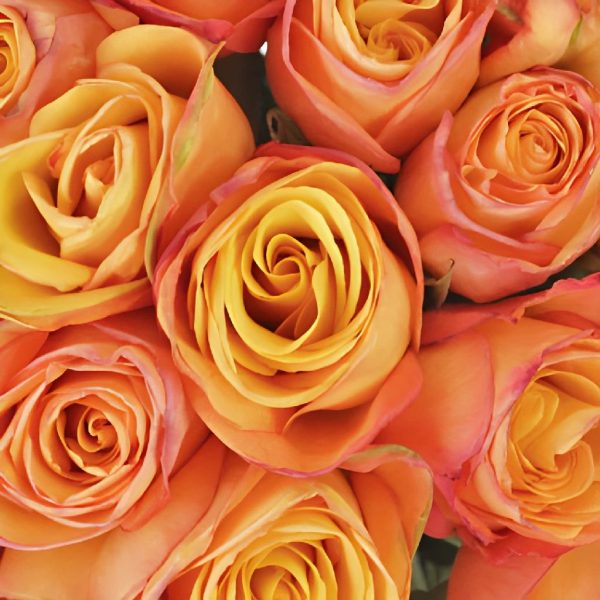 Aurora Rose Supply