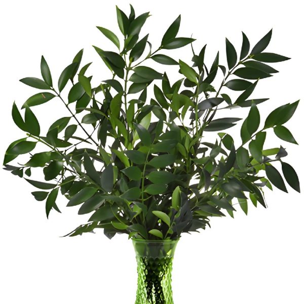 Nagi Greenery For Sale - Image 2