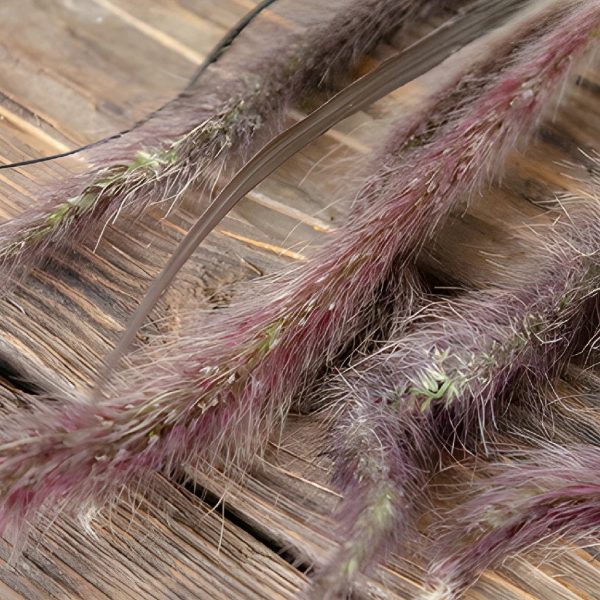 Bulk Fountain Grass Online now - Image 2