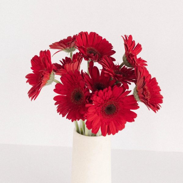 Red Gerbera Daisy Flower Online Sale - Image 3