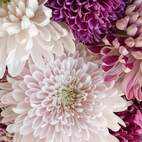 Berry Toned Chrysanthemum Flower Kit For Cheap