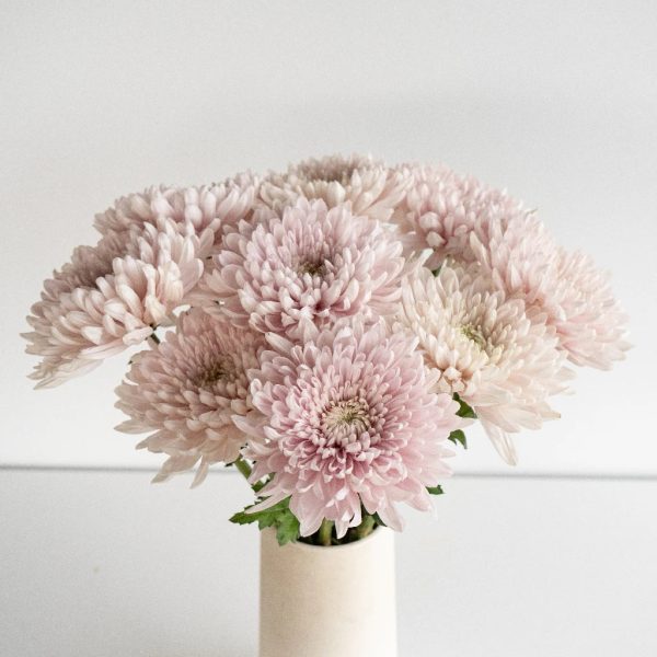 Honeymoon Avenue Bahlia Flower Supply - Image 3