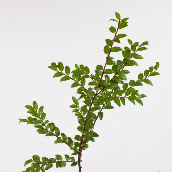 Huckleberry Greens Online now - Image 2