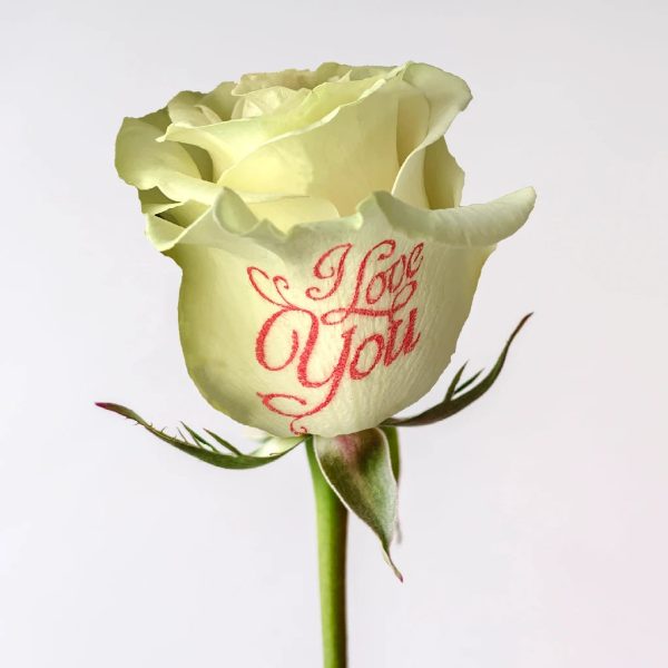 I Love You Personalized Roses Supply - Image 3