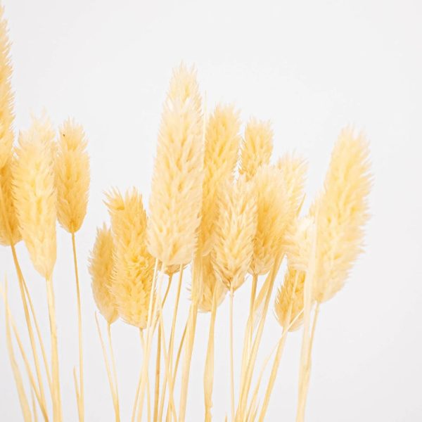 Natural Dried Canary Grass Online - Image 2