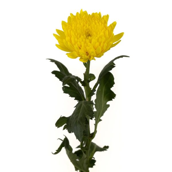 Yellow Cremon Mum Flower Online - Image 2