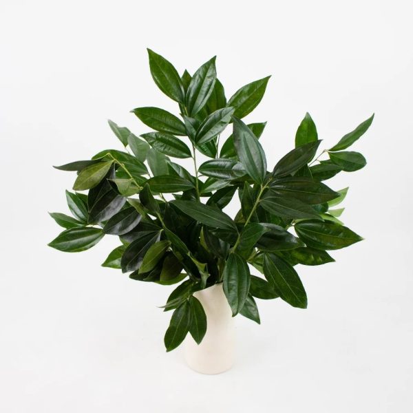 Cocculus Greenery Fashion - Image 3