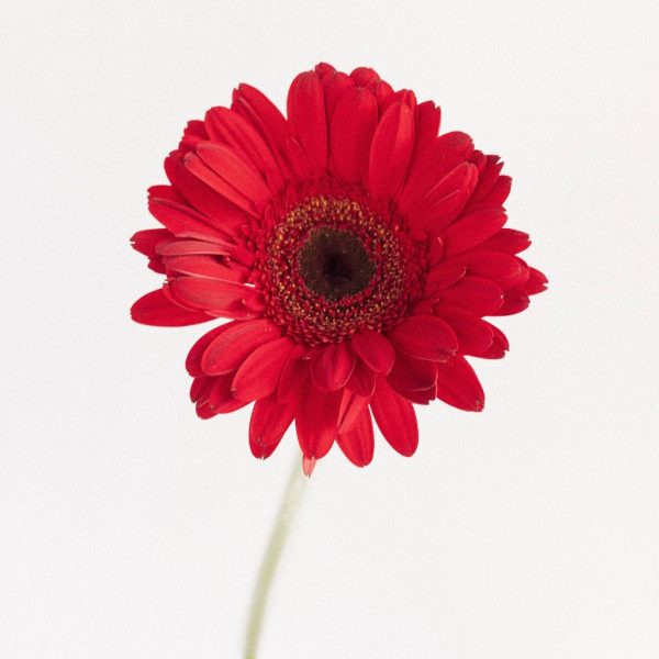 Red Gerbera Daisy Flower Online Sale - Image 2