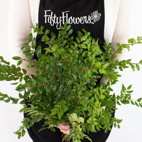 Huckleberry Greens Online now - Image 4
