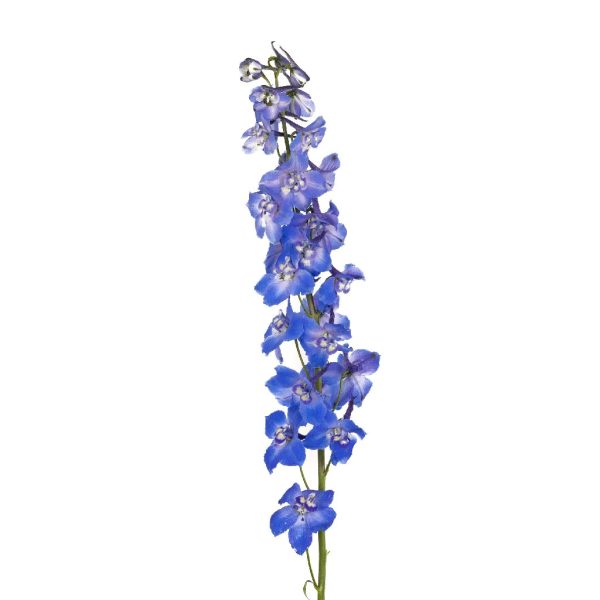 Royal Dark Blue Delphinium Flower Online now - Image 2