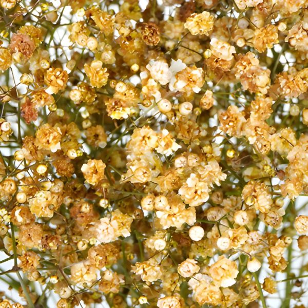 Champagne Baby s Breath Flower Supply