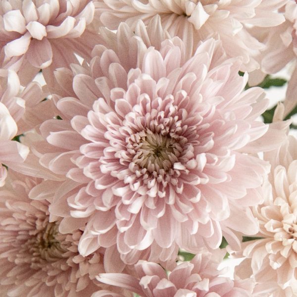 Honeymoon Avenue Bahlia Flower Supply