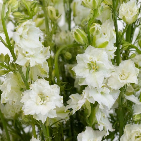 Larkspur White Flower For Discount