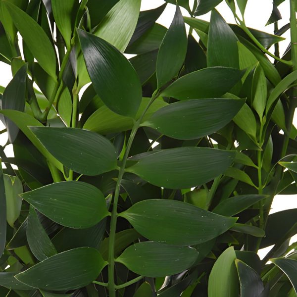 Nagi Greenery For Sale