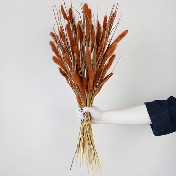 Burnt Orange Dried Foxtail Grass Hot on Sale - Image 2