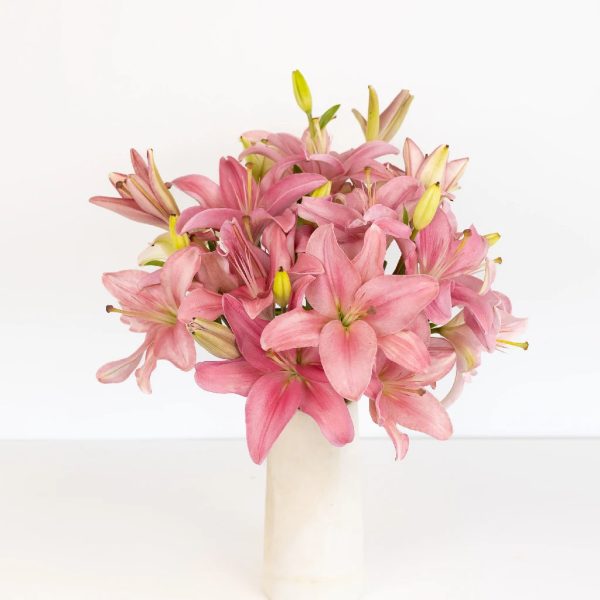 Bicolor Pink and White Asiatic Lily Fashion - Image 3