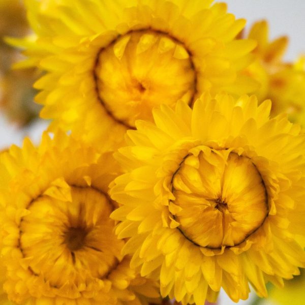 Yellow Fresh Cut Strawflower Fashion