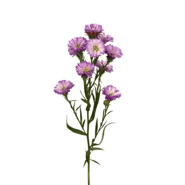 Petite Purple Blend Aster Flowers Online Sale - Image 2