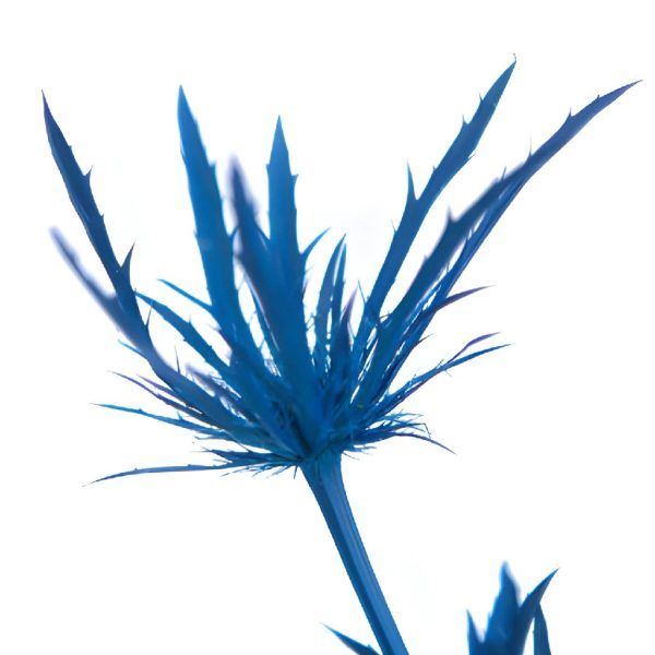 Deep Blue Tinted Thistle Flowers Hot on Sale - Image 2