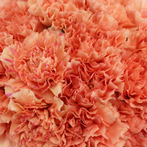 Orange Carnation Flowers For Sale