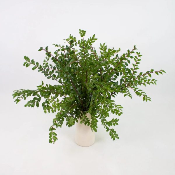 Huckleberry Greens Online now - Image 3