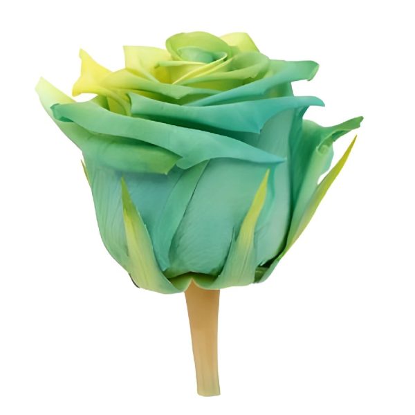 Preserved Yellow Green Ombre Roses Fashion - Image 3