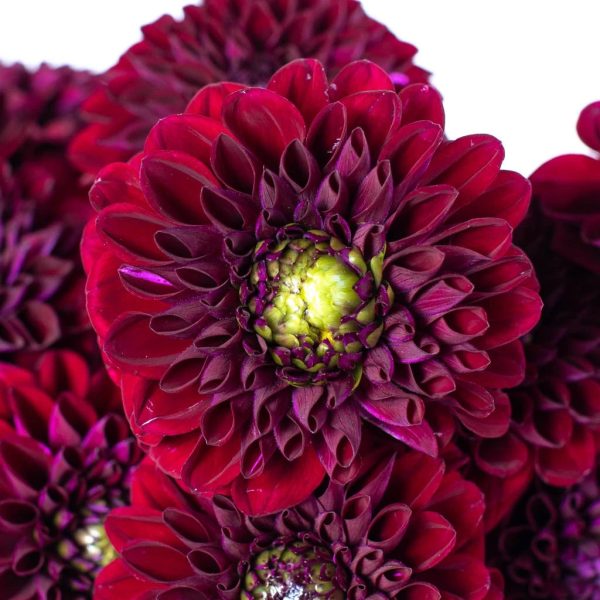 Fox Maroon Dahlia Flower For Sale