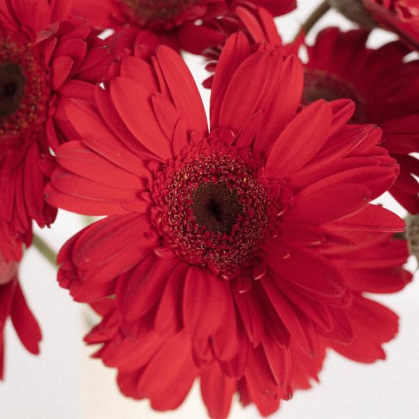Red Gerbera Daisy Flower Online Sale