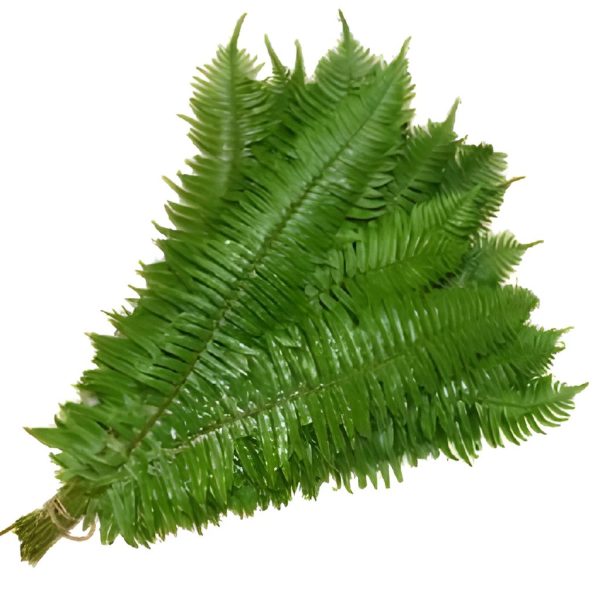 Flat Fern Greens Fashion - Image 2