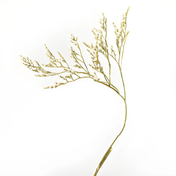 Dried German Statice For Discount - Image 2