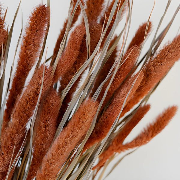 Burnt Orange Dried Foxtail Grass Hot on Sale