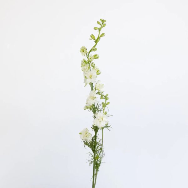 Larkspur White Flower For Discount - Image 2