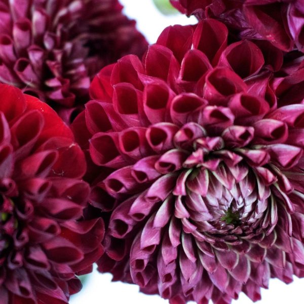 Honeycomb Red Ball Dahlia Flower Online Sale
