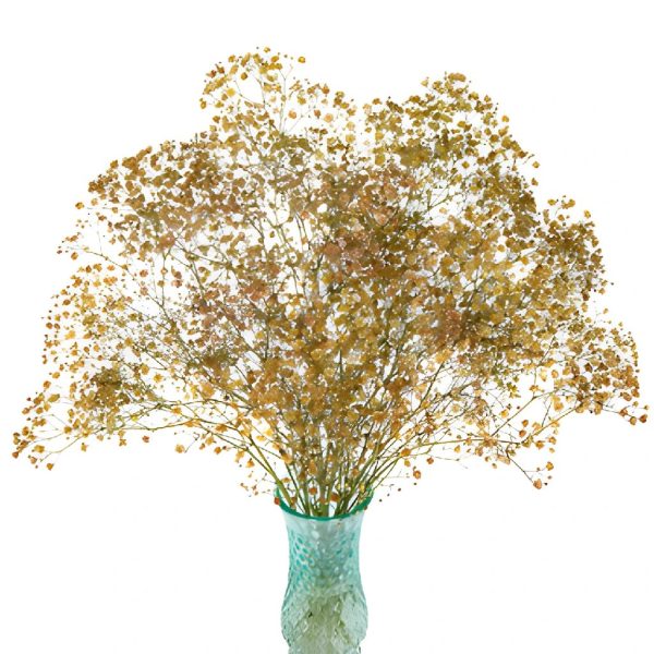 Champagne Baby s Breath Flower Supply - Image 2
