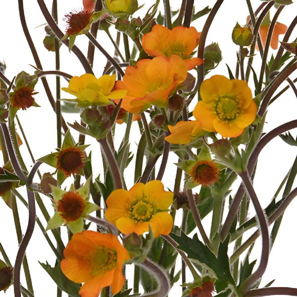 Geum Mango Lassi Flower Discount