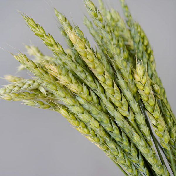 Fresh Pasta Wheat Greenery Online