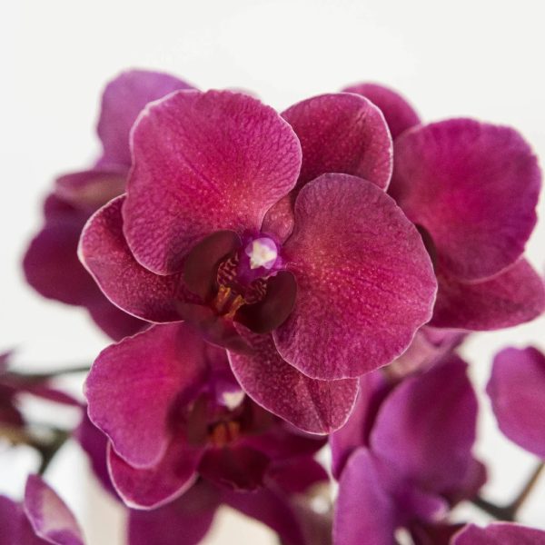 Red Dream Phalaenopsis Orchids For Discount