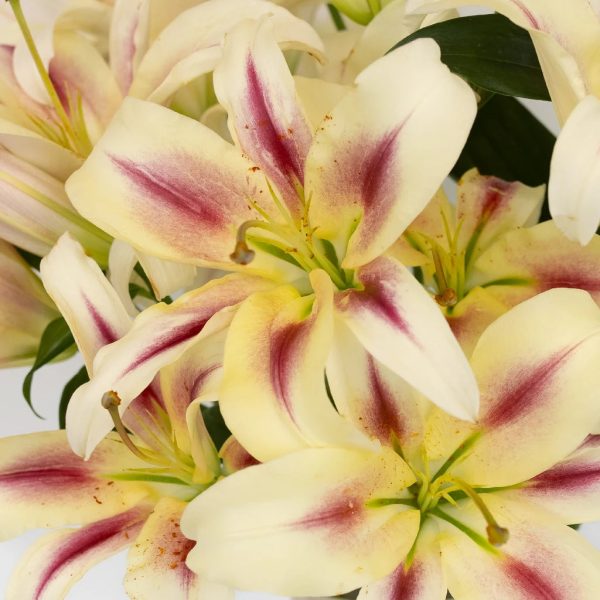 Flashy Hot Pink Oriental Lily Online Sale