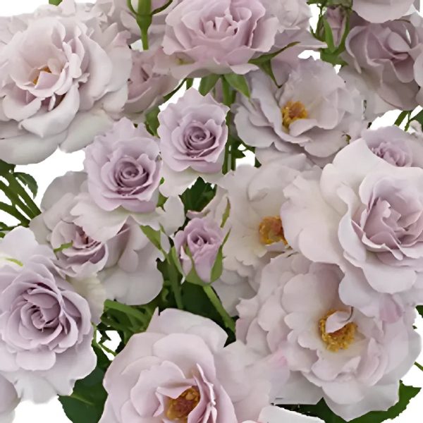 Antique Lavender Spray Roses Online now - Image 2