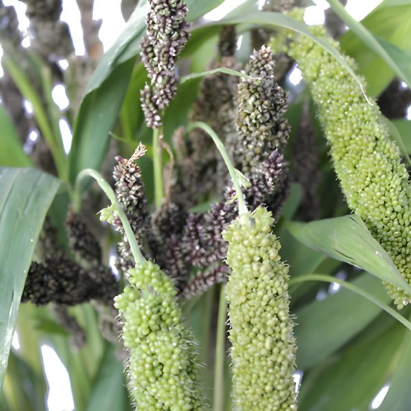 Assorted Bulk Millet Greens on Sale