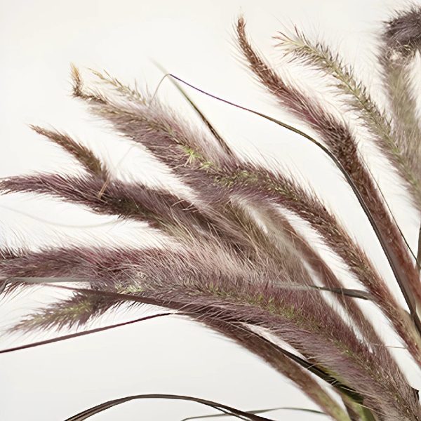 Bulk Fountain Grass Online now
