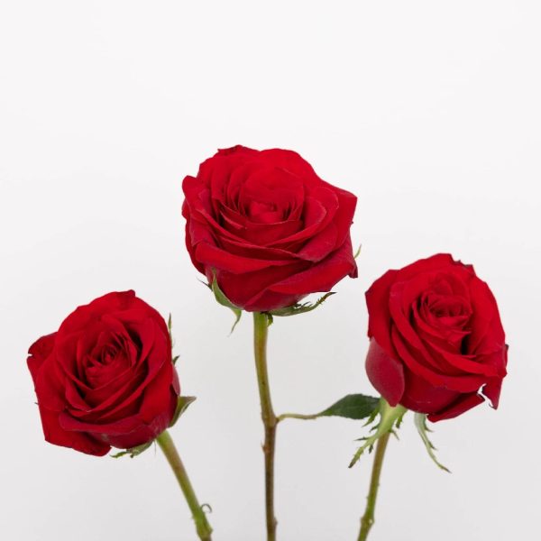 Mothers Day Red Roses Special Online Sale - Image 2