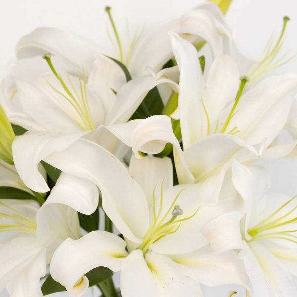 White Oriental Lilies Sale