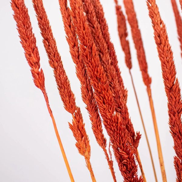 Brown Dried Typha Grass Discount