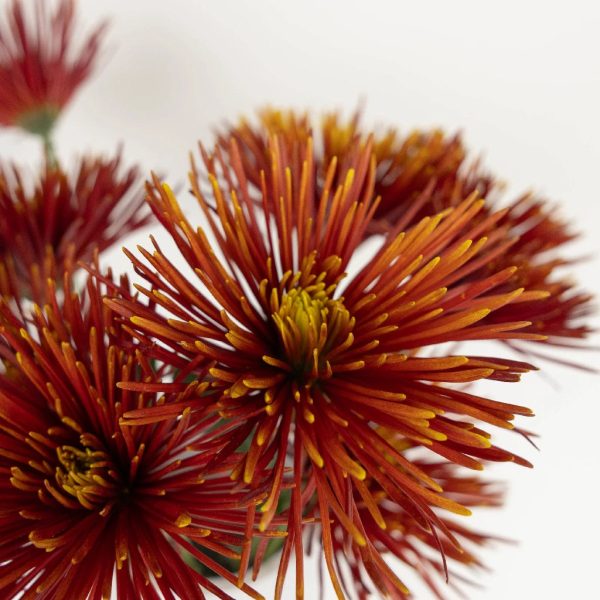 Autumn Rust Spider Mum Flowers For Cheap