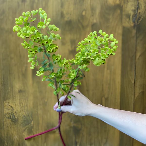 Dog Eye Euphorbia Greenery Sale - Image 4