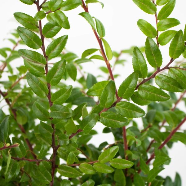 Huckleberry Greens Online now