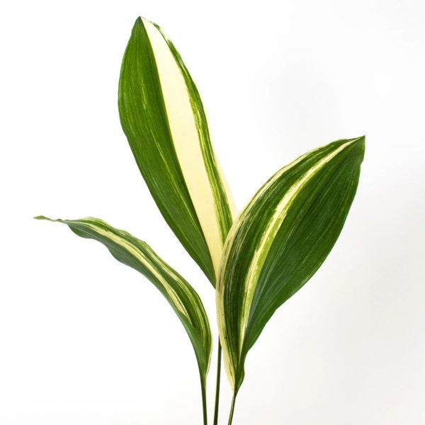 Variegated Aspidistra Bulk Greenery Cheap - Image 2
