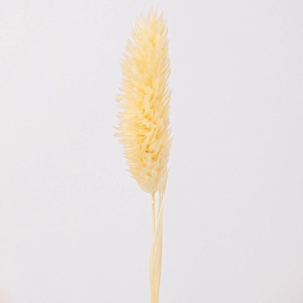 Natural Dried Canary Grass Online - Image 3
