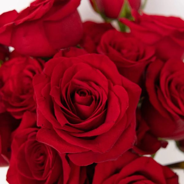 Mothers Day Red Roses Special Online Sale